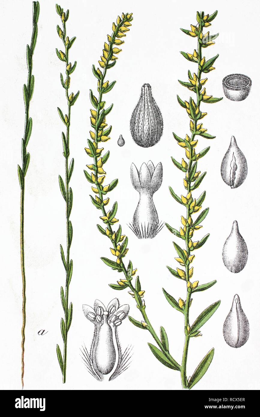 Mezereon (Thymelaea passerina), medicinal and useful plant, chromolithograph, 1881, historical illustration Stock Photo