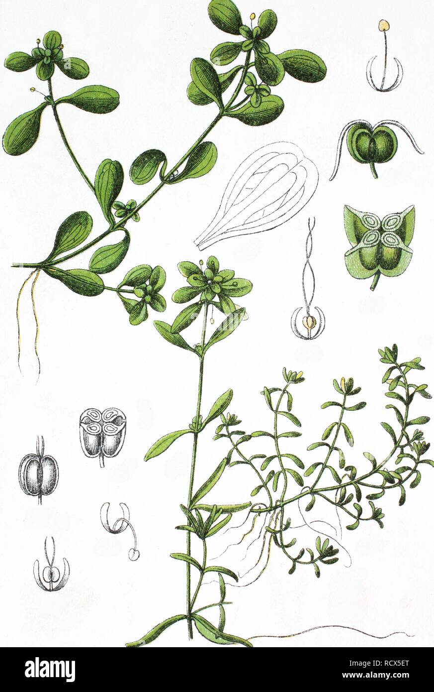 Pond Water Starwort (Callitriche stagnalis), left, and Water Starwort hybrids (Callitriche x minima), right Stock Photo