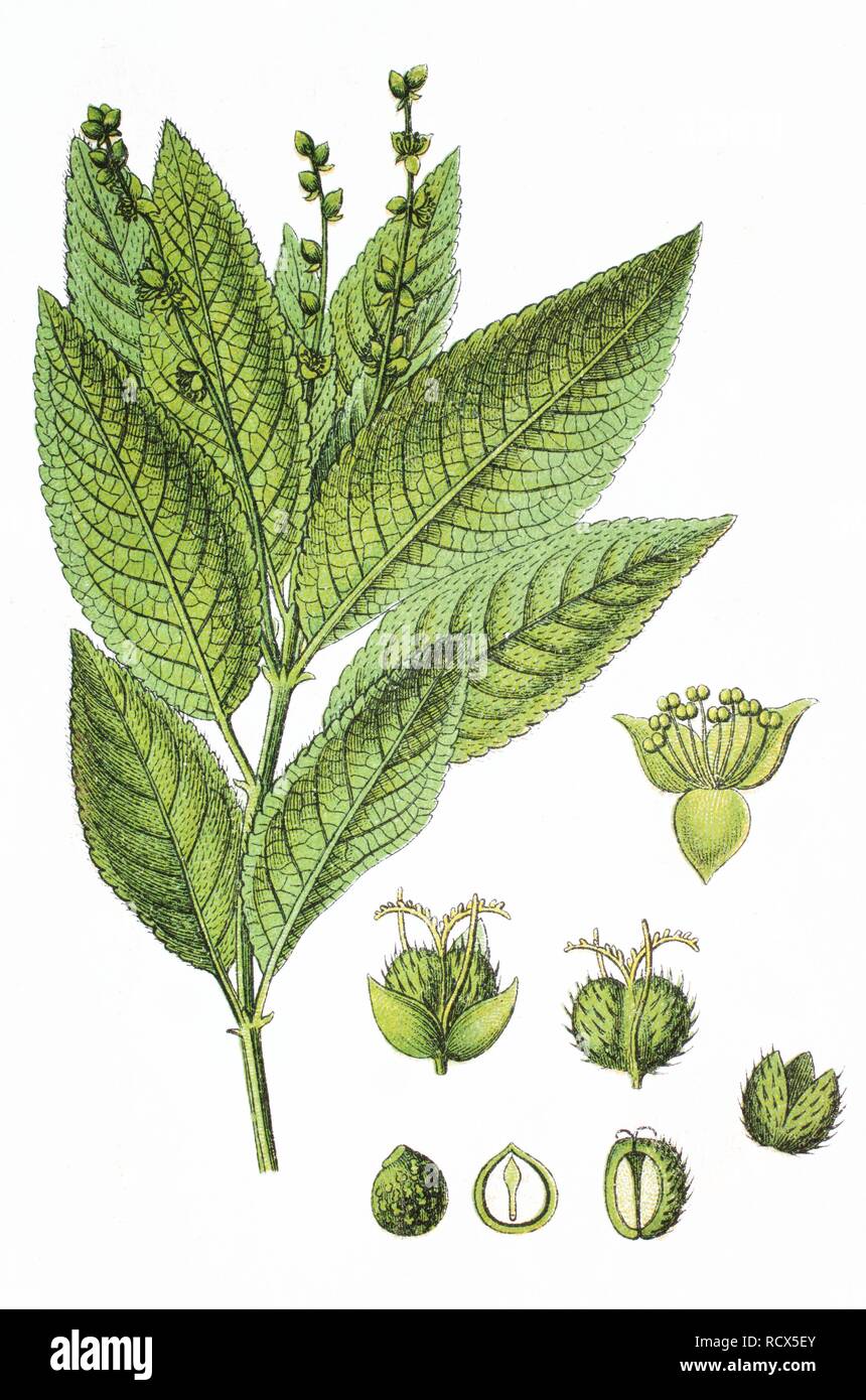 Dog's Mercury (Mercurialis perennis), medicinal and useful plant, chromolithograph, 1881, historical illustration Stock Photo