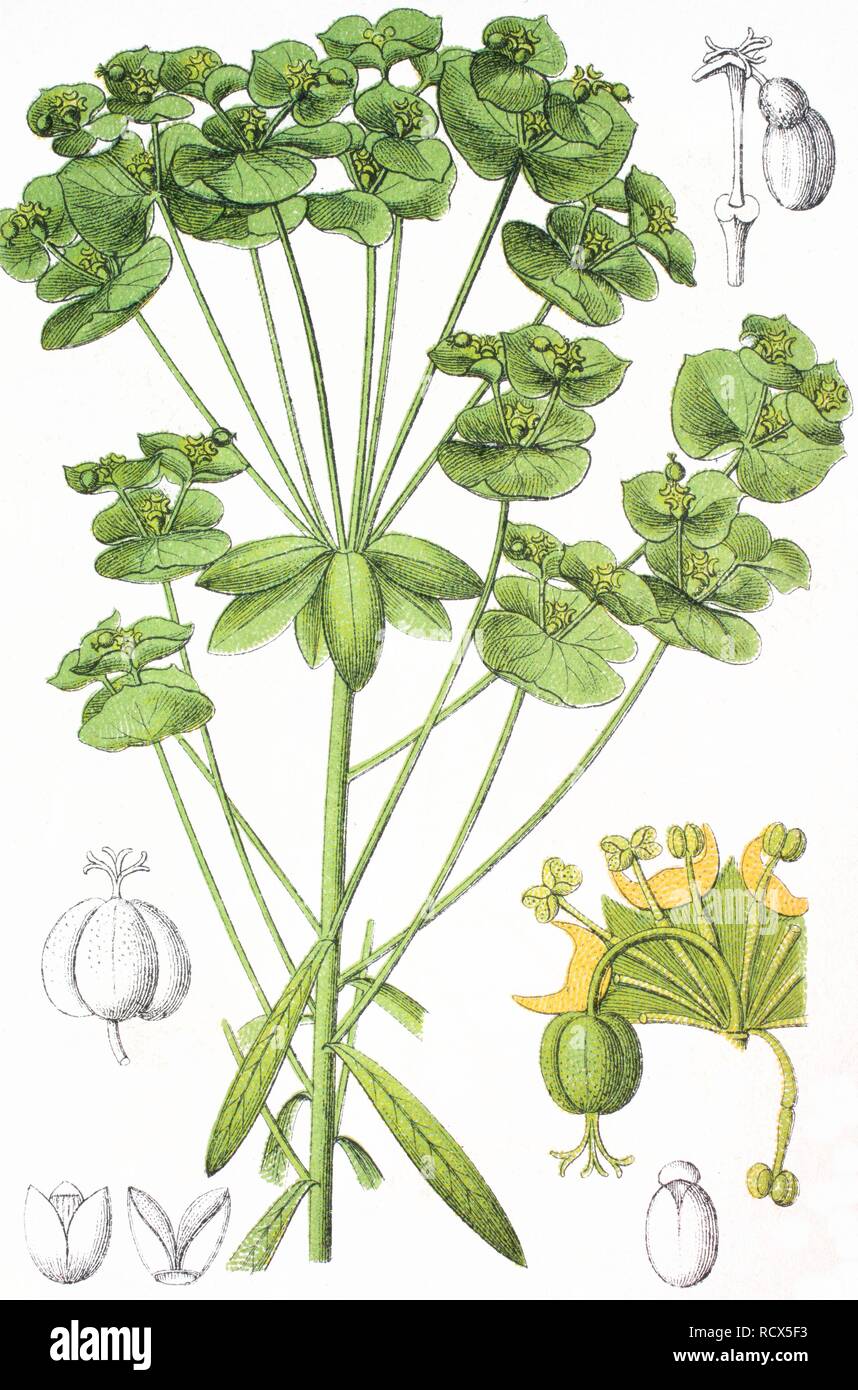 Sweet Spurge (Euphorbia dulcis), medicinal and useful plant, chromolithograph, 1881, historical illustration Stock Photo