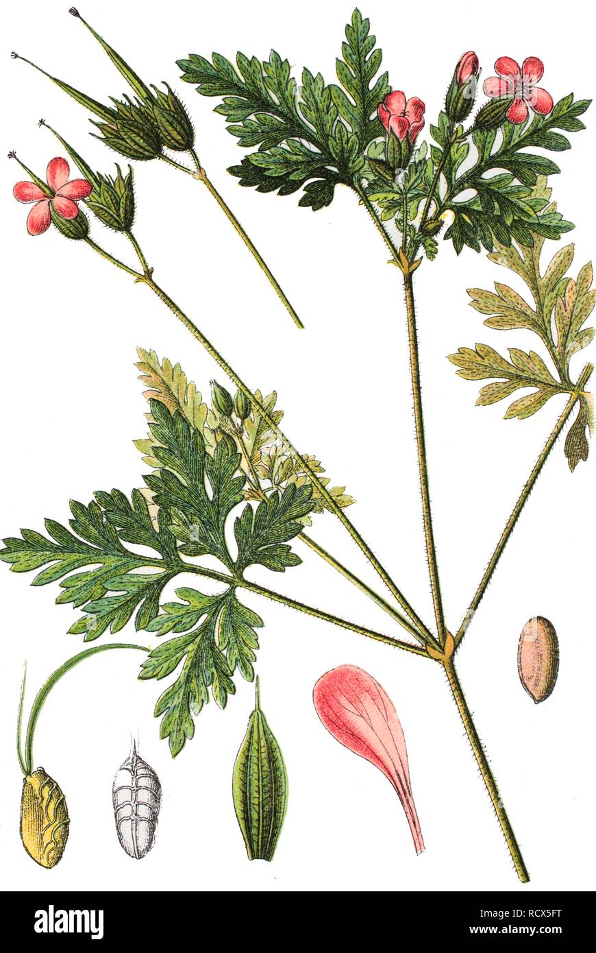 Herb Robert, Red Robin, Death come quickly or Robert Geranium (Geranium robertianum), medicinal