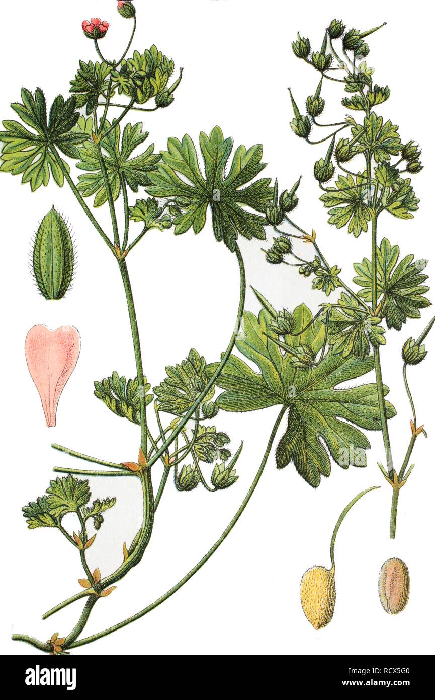 Small-flowered Cranesbill or Geranium (Geranium pusillum), medicinal and useful plant, chromolithograph, 1881 Stock Photo