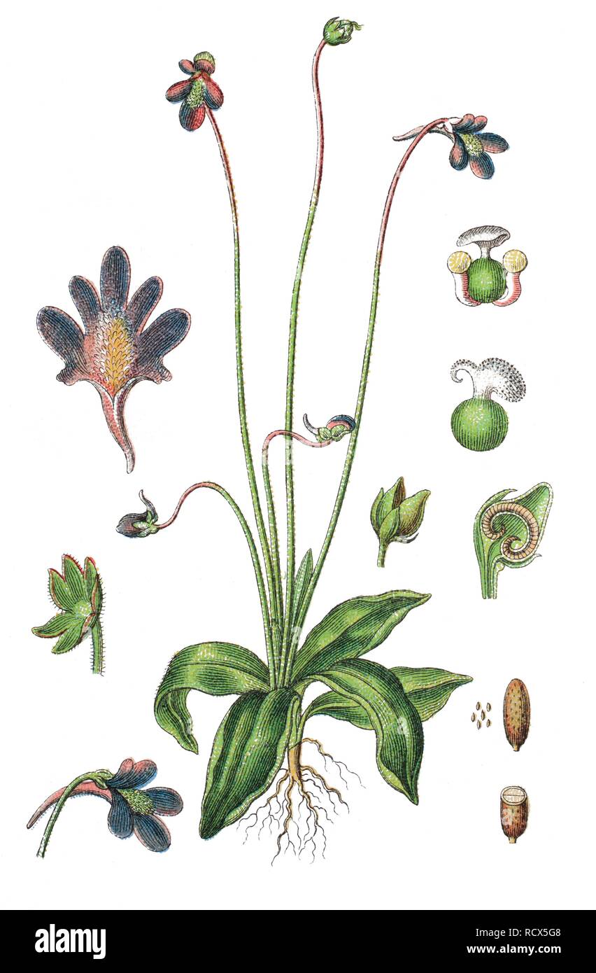 Common butterwort (Pinguicula vulgaris), medicinal plant, useful plant, chromolithography, 1888 Stock Photo
