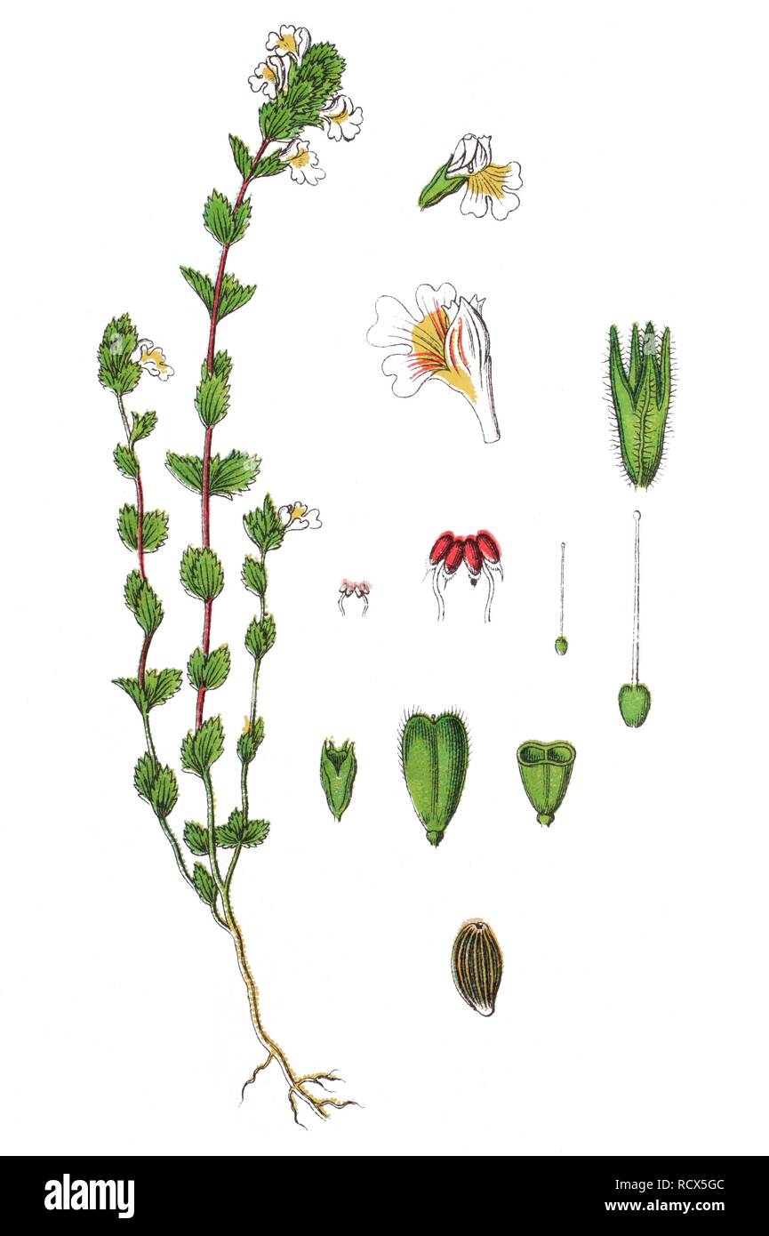 Common eyebright (Euphrasia nemorosa, syn. Euphrasia curta), medicinal plant, useful plant, chromolithography, 1888 Stock Photo