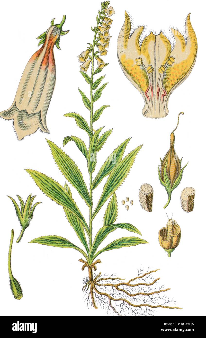Big-flowered foxglove (Digitalis grandiflora syn. Digitalis ambigua), medicinal plant, useful plant, chromolithography, 1888 Stock Photo
