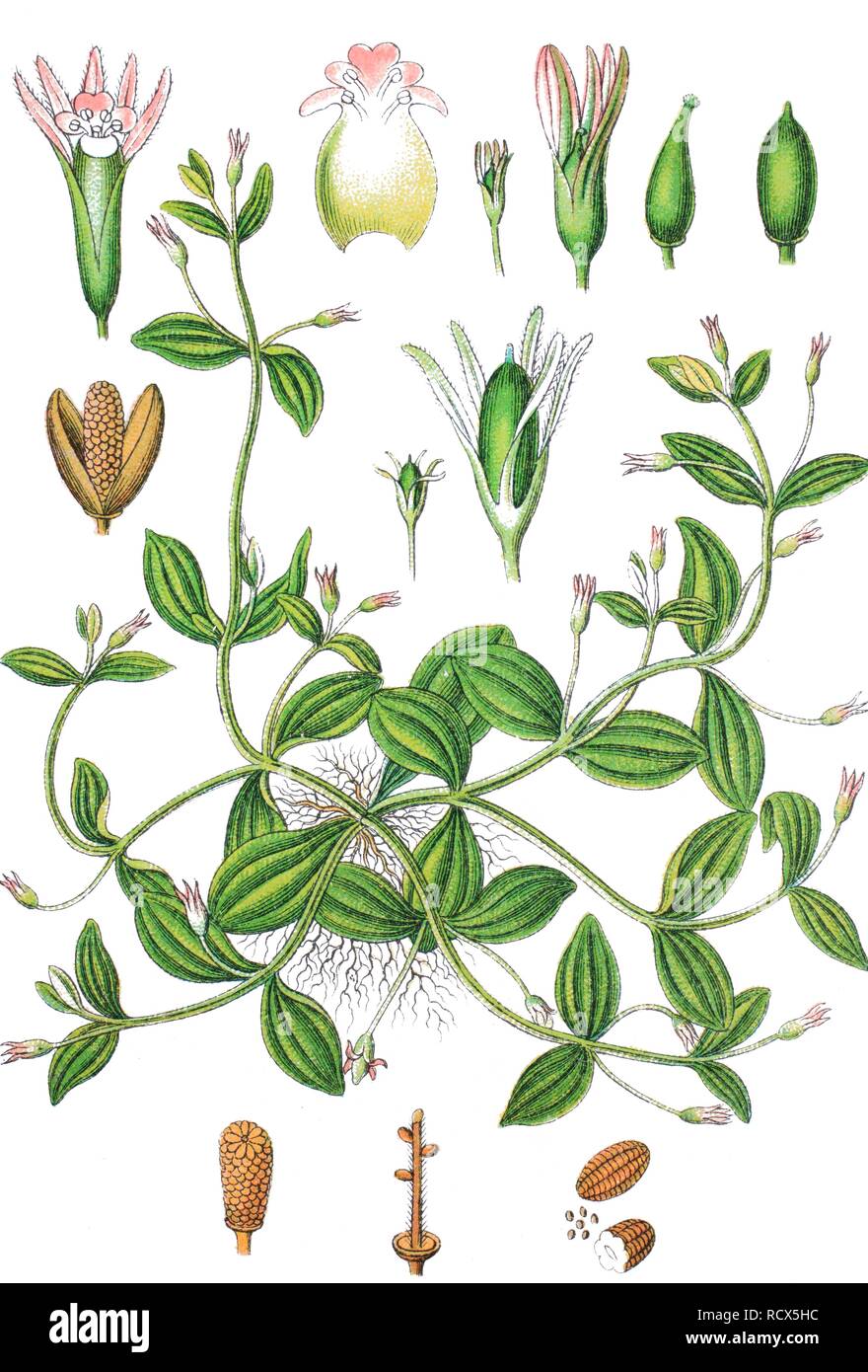 Prostrate false pimpernel (Lindernia procumbens), medicinal plant, useful plant, chromolithography, 1888 Stock Photo
