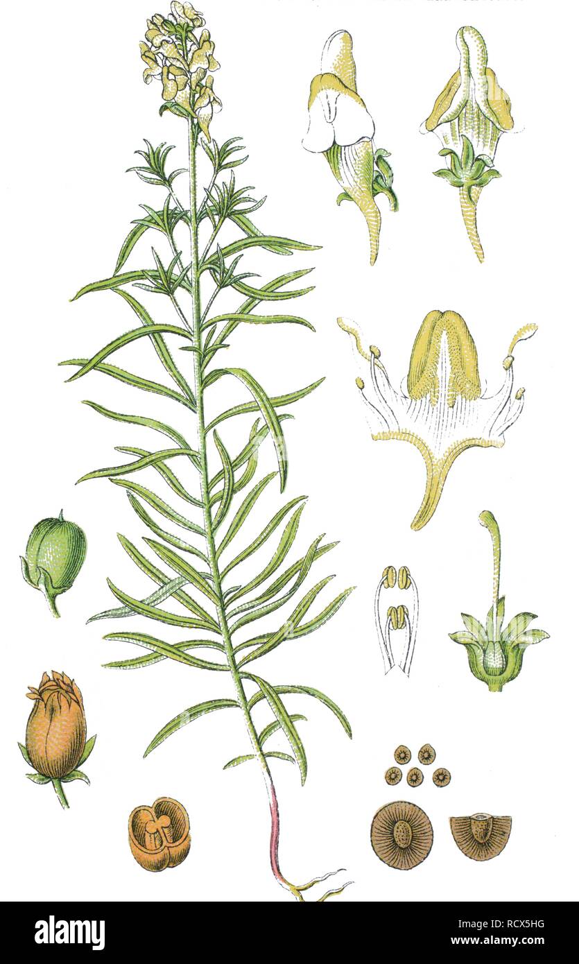 Common toadflax or Yellow toadflax (Linaria vulgaris), medicinal plant, useful plant, chromolithography, 1888 Stock Photo