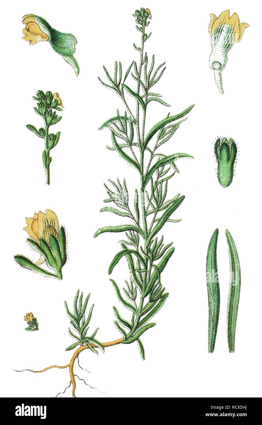 Little yellow toadflax (Linaria simplex), medicinal plant, useful plant, chromolithography, 1888 Stock Photo