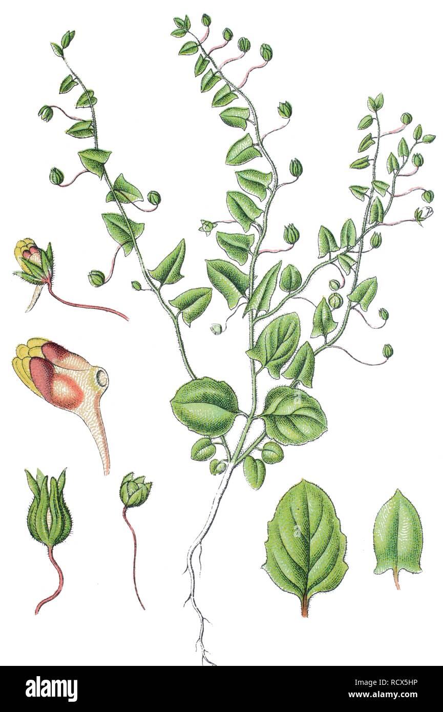Sharpleaf cancerwort or Sharp-leaved fluellin (Kickxia elatine), medicinal plant, useful plant, chromolithography, 1888 Stock Photo