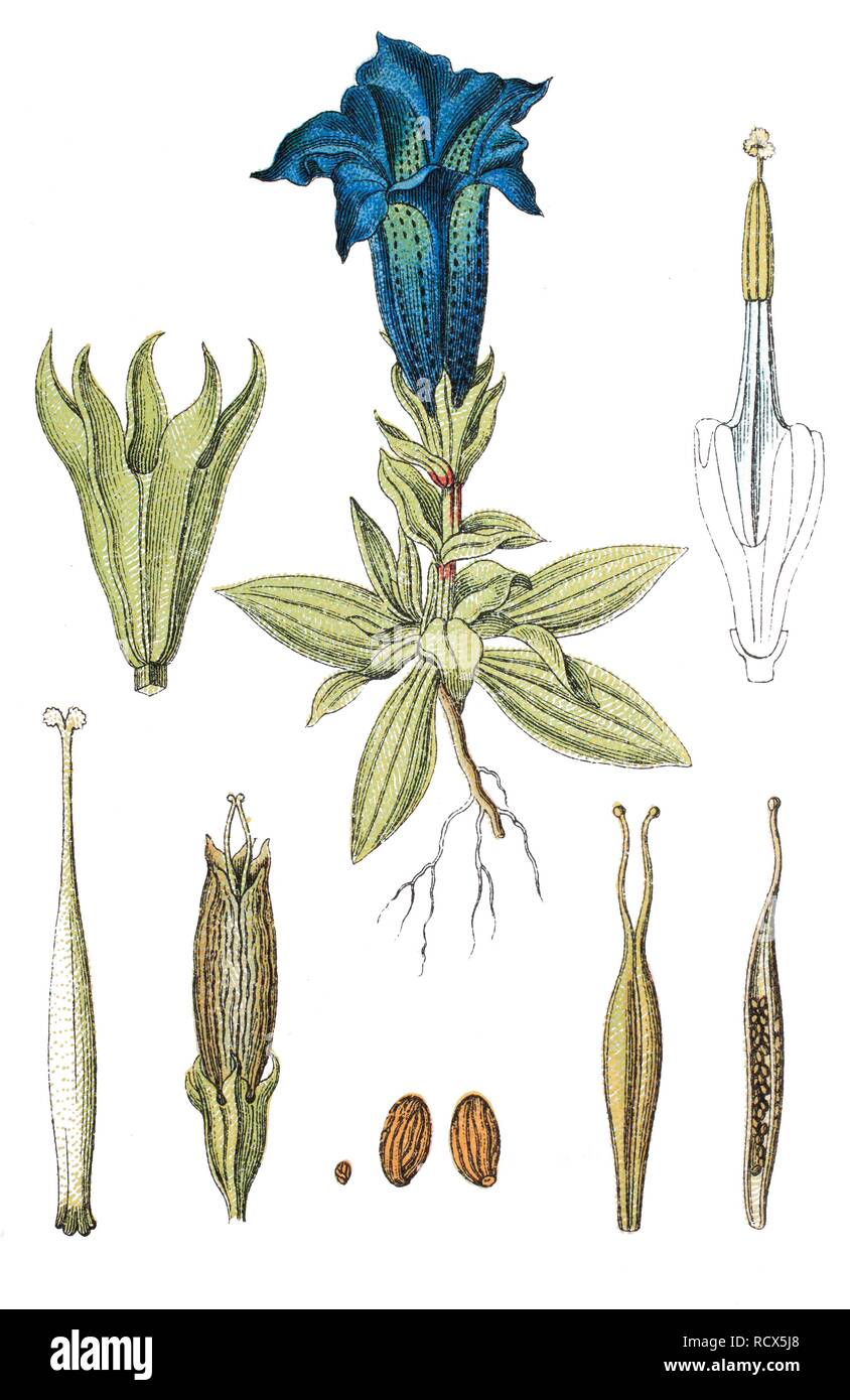 Stemless gentian (Gentiana acaulis), medicinal plant, useful plant, chromolithography, 1888 Stock Photo