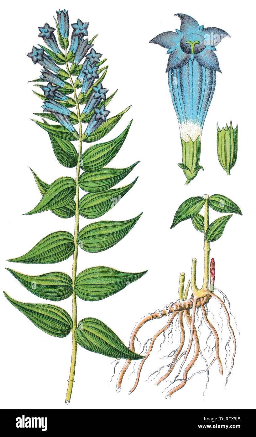 Willow gentian (Gentiana asclepiadea), chromolithography, 1888 Stock Photo
