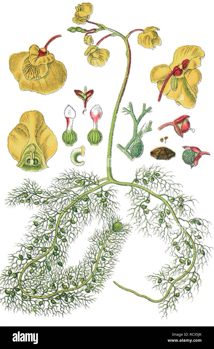 Common bladderwort (Utricularia vulgaris), chromolithography, 1888 Stock Photo