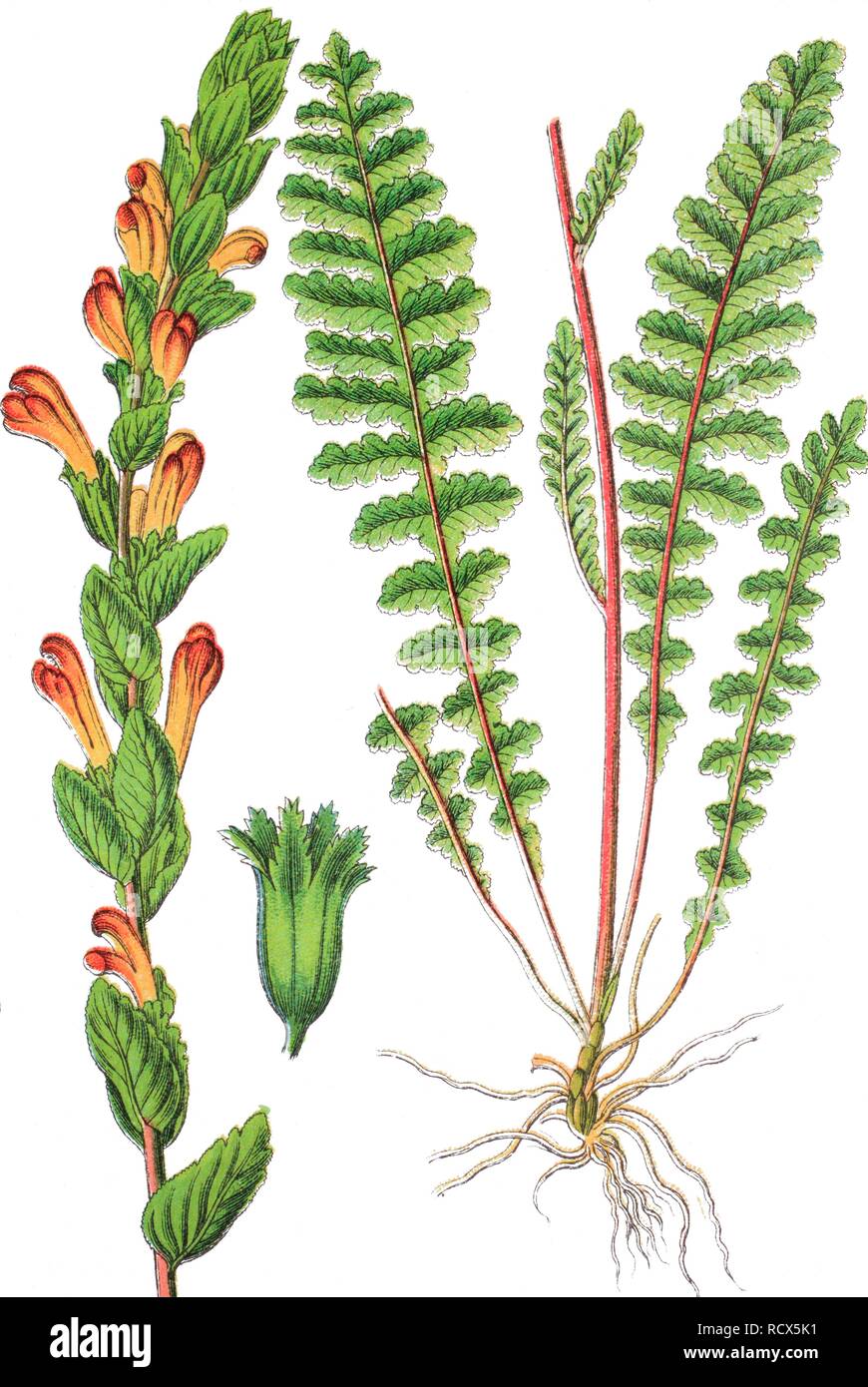 Moor-king lousewort (Pedicularis sceptrum Carolinum), chromolithography, 1888 Stock Photo