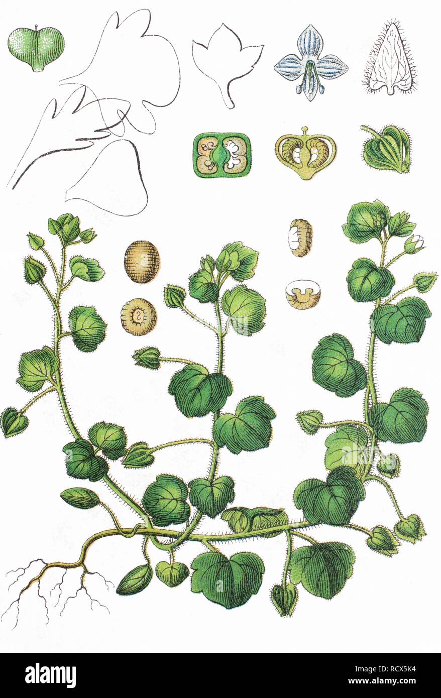 Ivy-leaved speedwell (Veronica hederifolia), chromolithography, 1888 Stock Photo