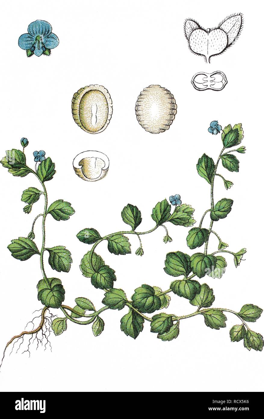 Dark speedwell (Veronica opaca), medicinal plant, useful plant, chromolithography, 1888 Stock Photo