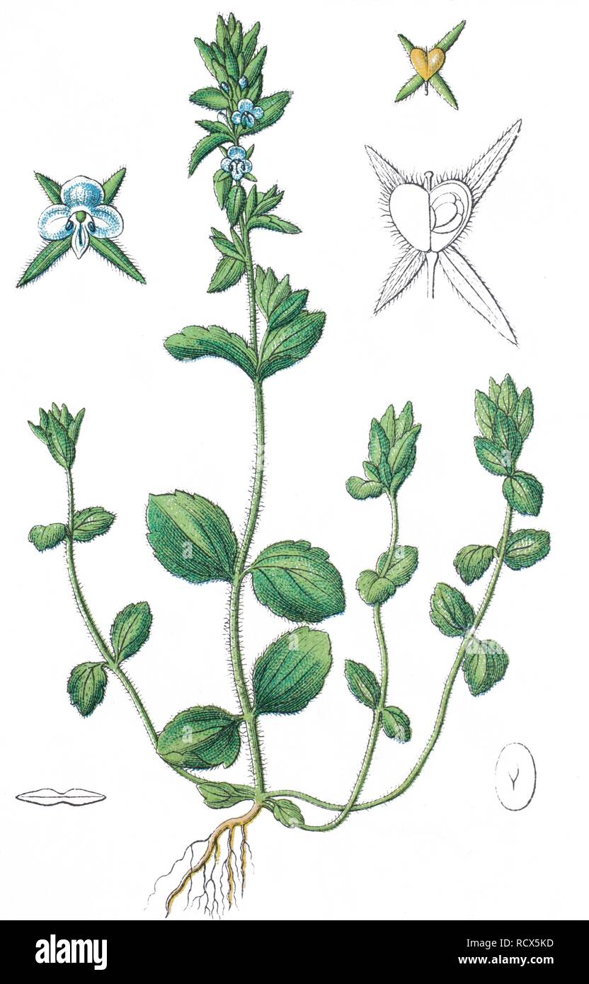 Corn speedwell, Common speedwell (Veronica arvensis), chromolithography, 1888 Stock Photo