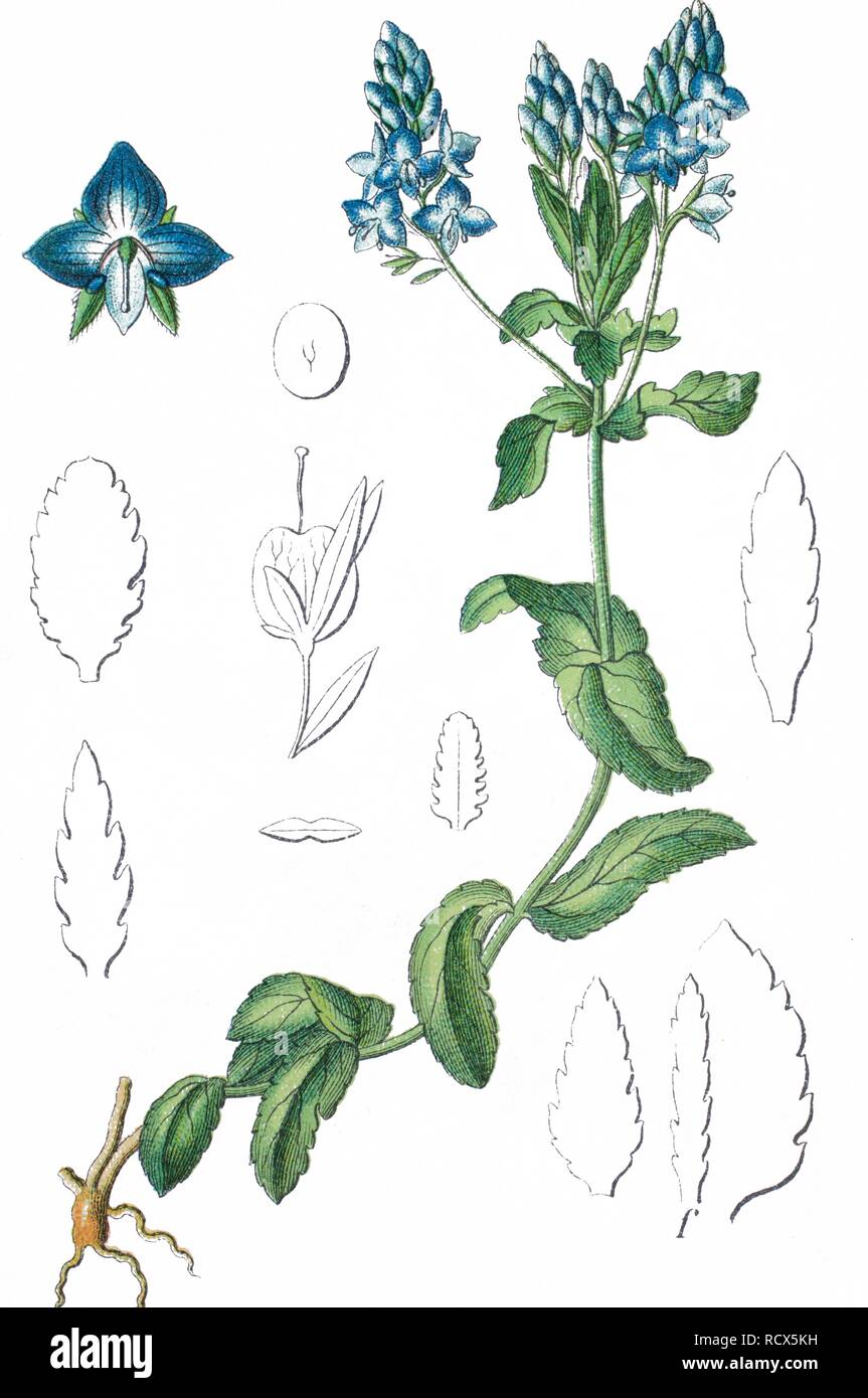 Sprawling speedwell (Veronica prostrata), medicinal plant, useful plant, chromolithography, 1888 Stock Photo