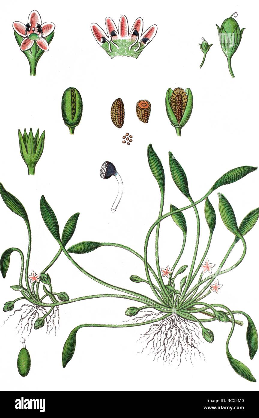 Water mudwort (Limosella aquatica), medicinal plant, useful plant, chromolithography, 1888 Stock Photo