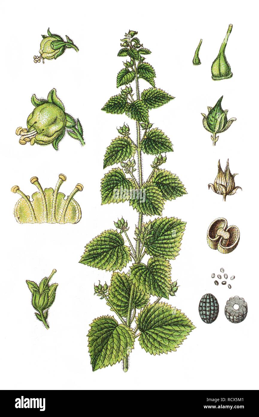 Yellow figwort (Scrophularia vernalis), medicinal plant, useful plant, chromolithography, 1888 Stock Photo