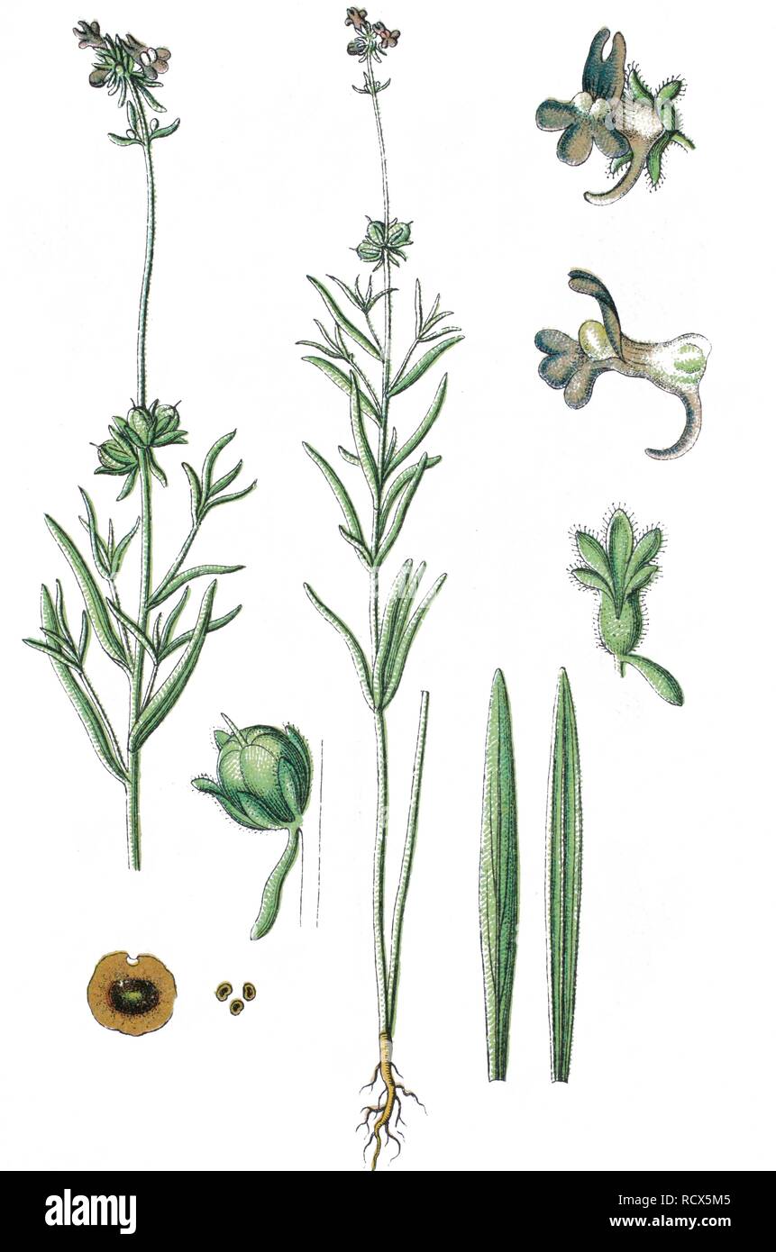 Corn toadflax (Linaria arvensis), medicinal plant, useful plant, chromolithography, 1888 Stock Photo