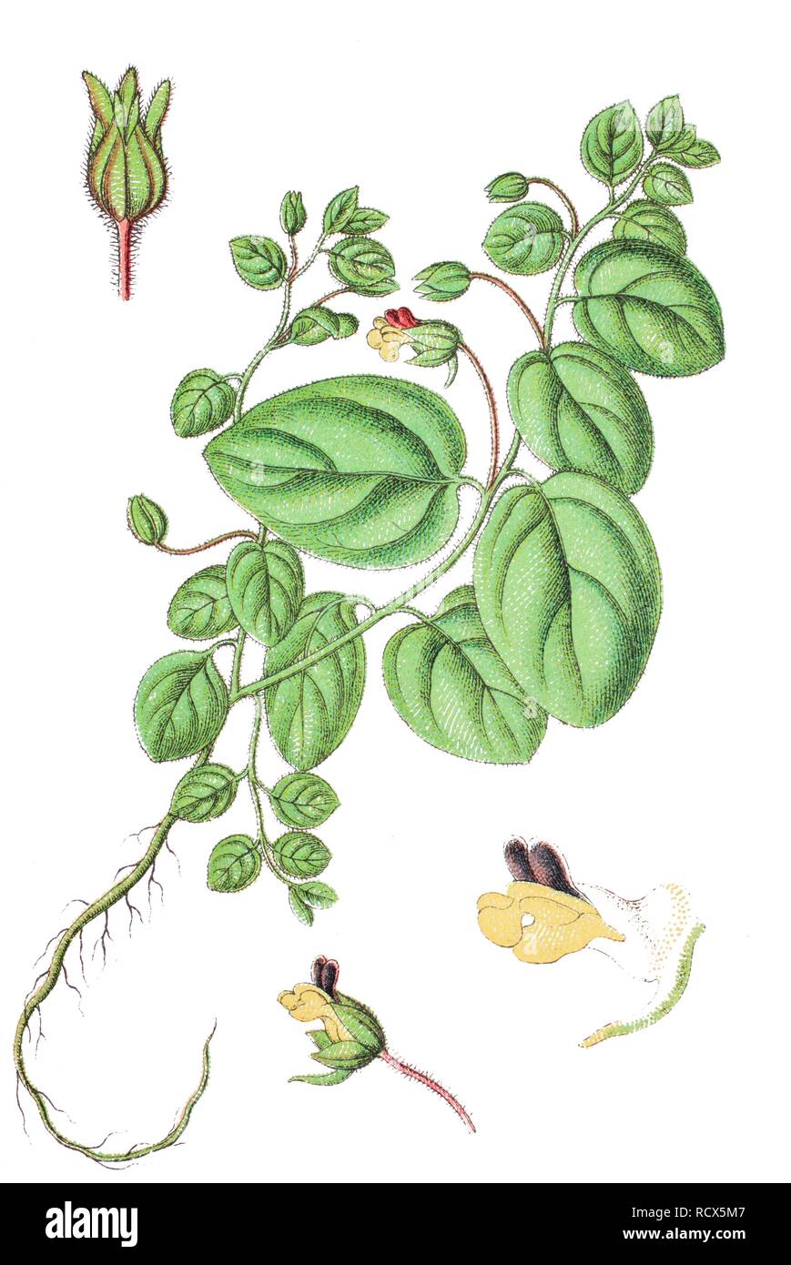 Roundleaf cancerwort or Round-leaved fluellin (Kickxia spuria), medicinal plant, useful plant, chromolithography, 1888 Stock Photo