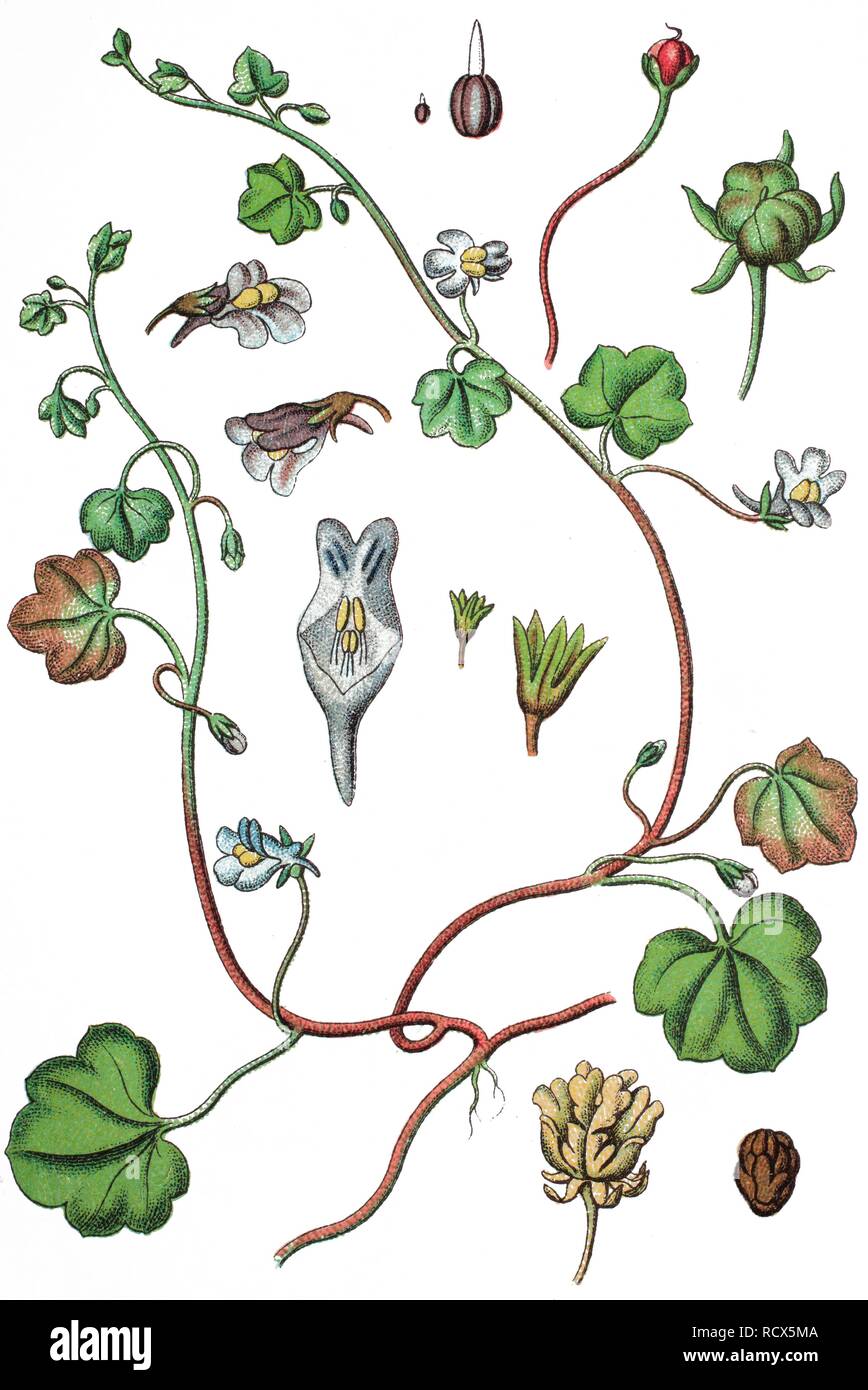 Ivy-leaved toadflax or Kenilworth ivy (Cymbalaria muralis, syn. Linaria cymbalaria), medicinal plant, useful plant Stock Photo