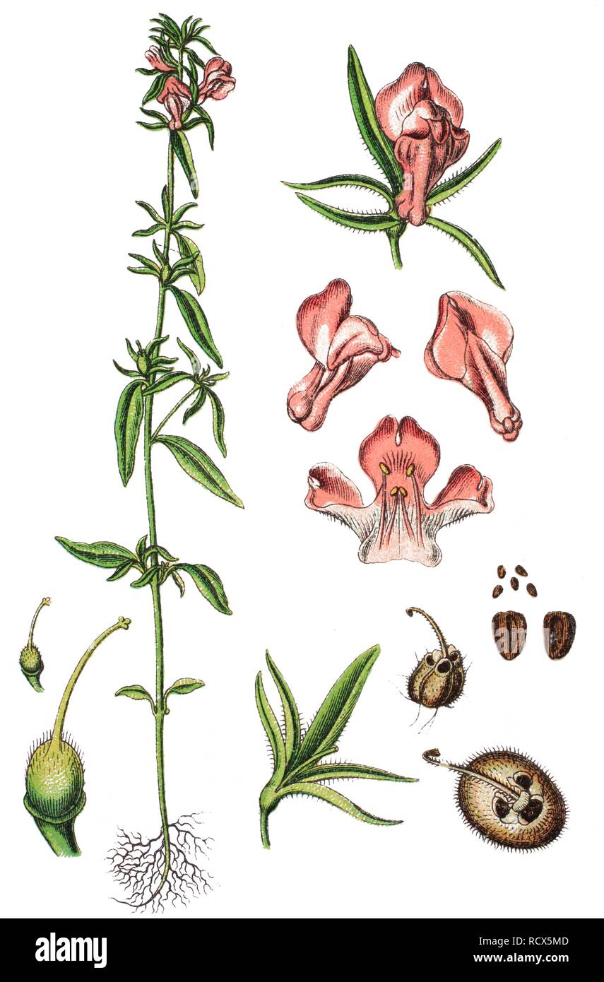 Weasel's snout (Misopates orontium), medicinal plant, useful plant, chromolithography, 1888 Stock Photo