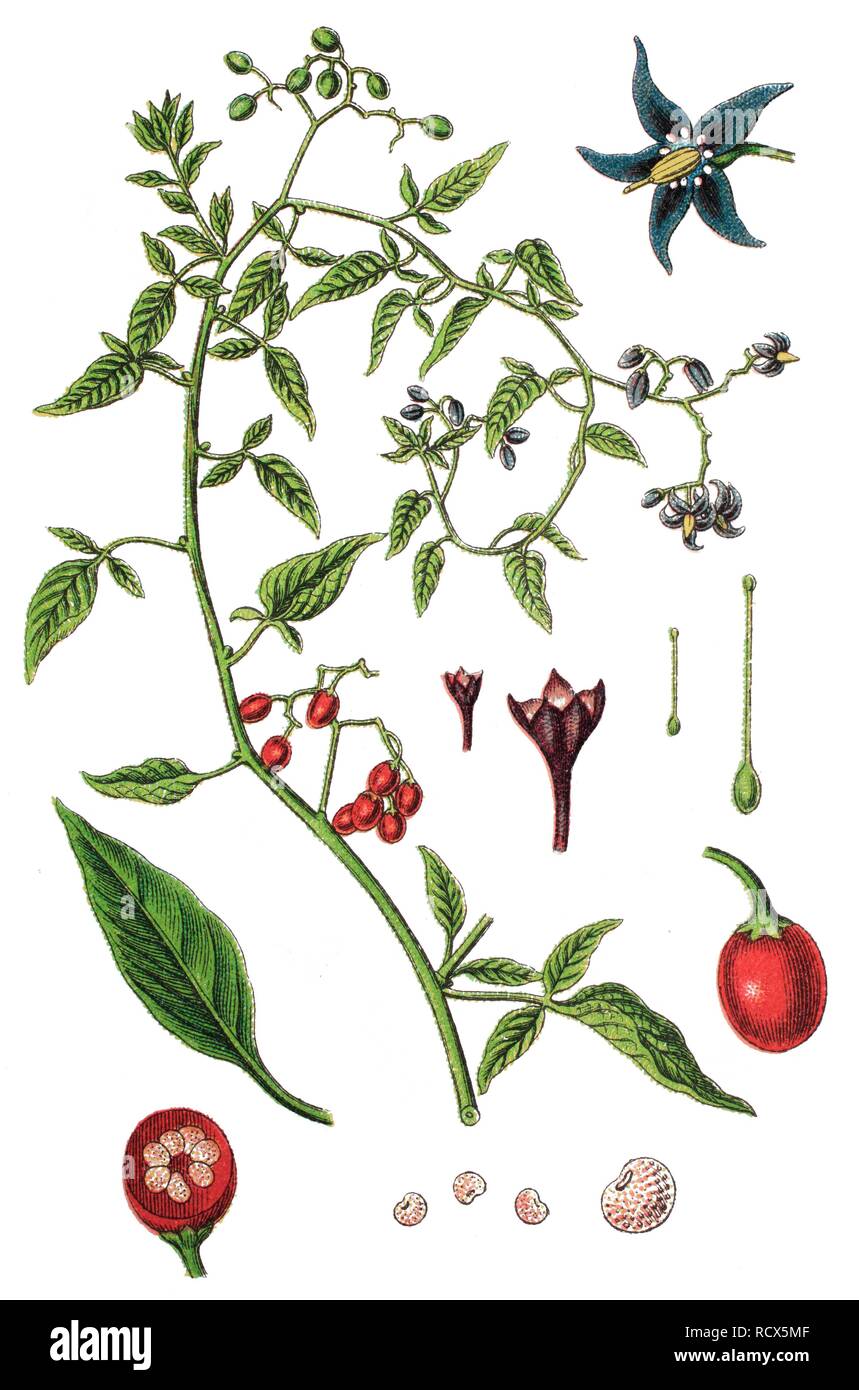 Bittersweet nightshade, Trailing bittersweet (Solanum dulcamara), medicinal plant, useful plant, chromolithography, 1888 Stock Photo