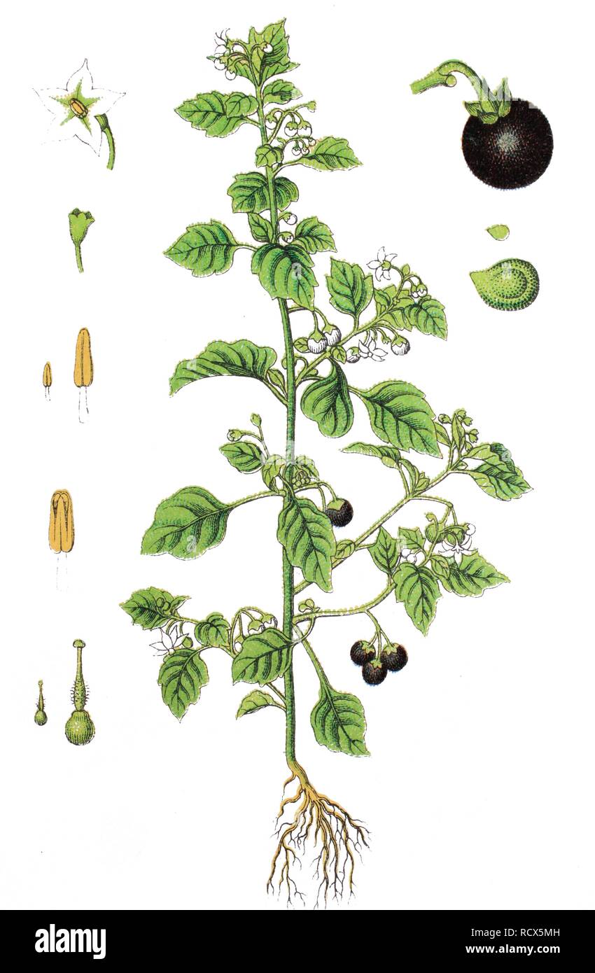 European black nightshade (Solanum nigrum), medicinal plant, useful plant, chromolithography, 1888 Stock Photo