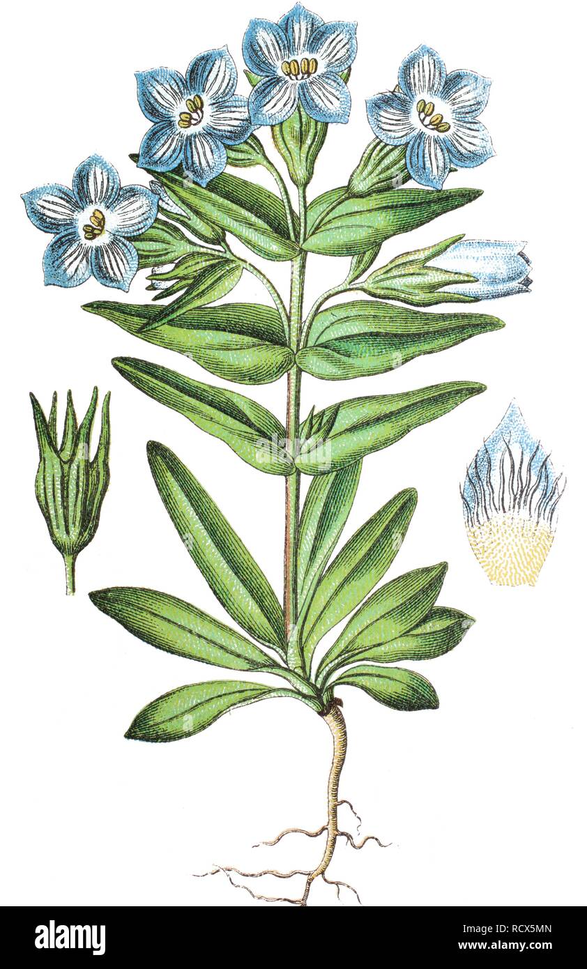 Field gentian (Gentianella campestris), medicinal plant, useful plant, chromolithography, 1888 Stock Photo