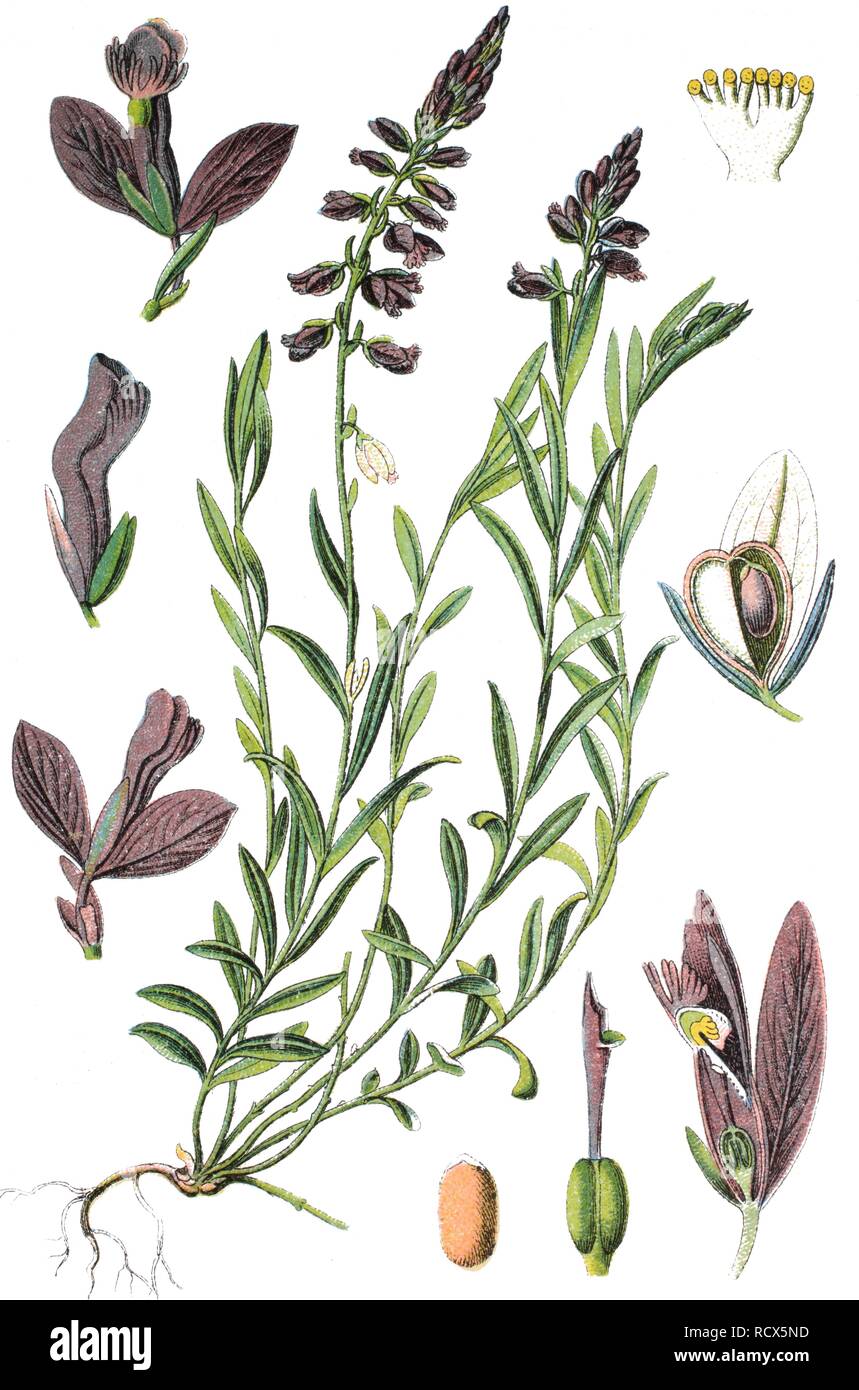 Common milkwort (Polygala vulgaris), medicinal plant, useful plant, chromolithography, 1888 Stock Photo