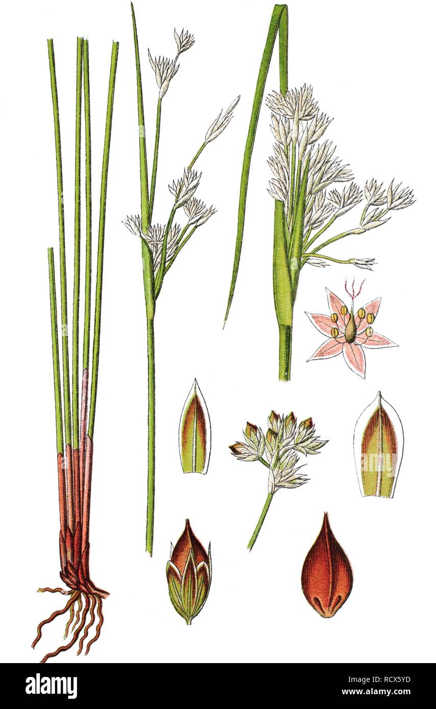 Sea rush (Juncus maritimus), medicinal plant, useful plant, chromolithograph, 1876 Stock Photo
