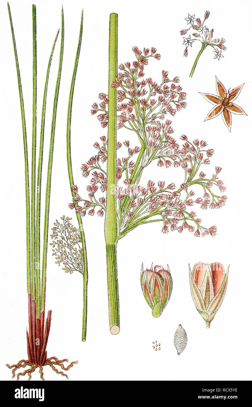 Chromolithograph illustrations hi-res stock photography and images - Alamy