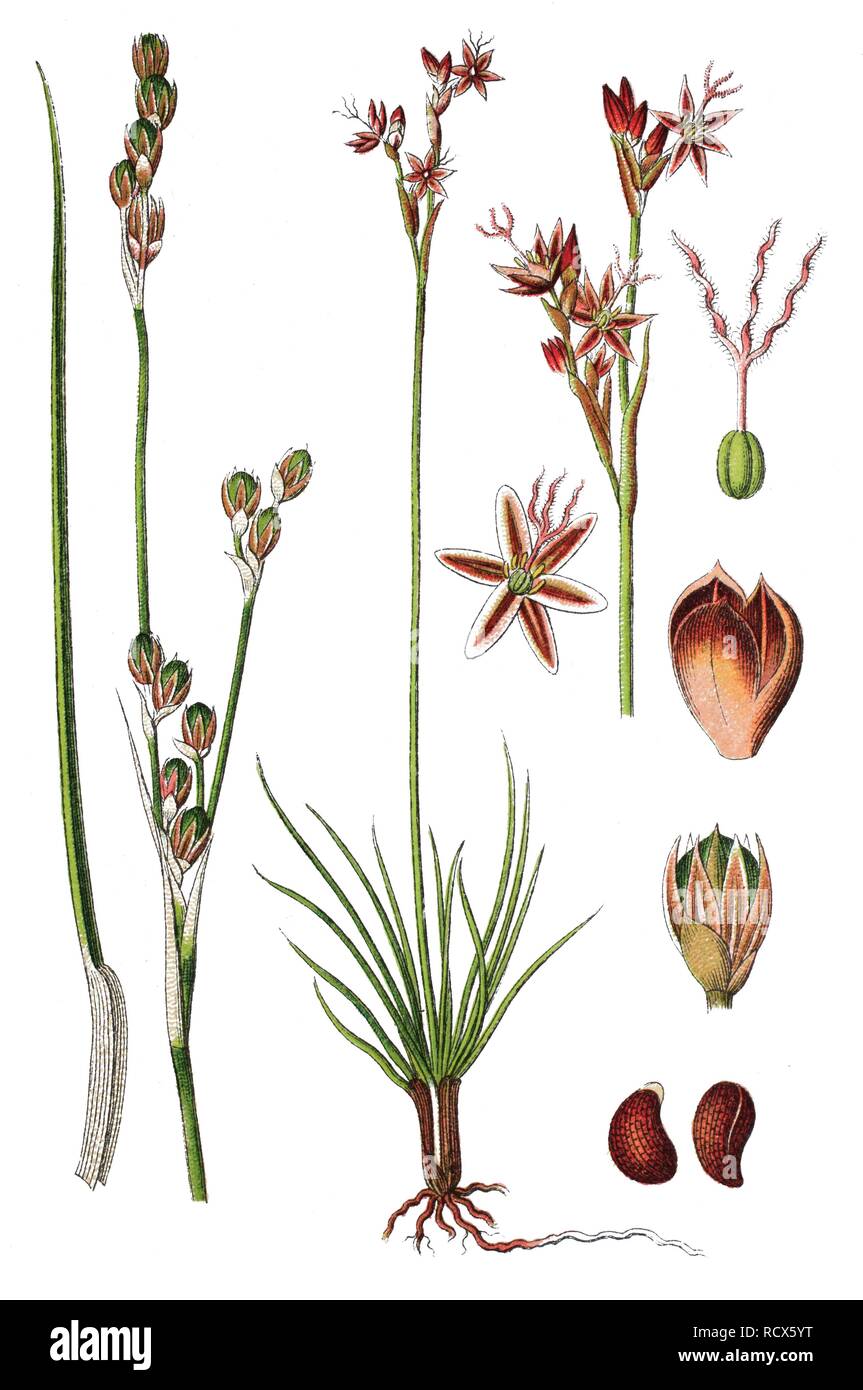 Heath rush (Juncus squarrosus), medicinal plant, useful plant, chromolithograph, 1876 Stock Photo