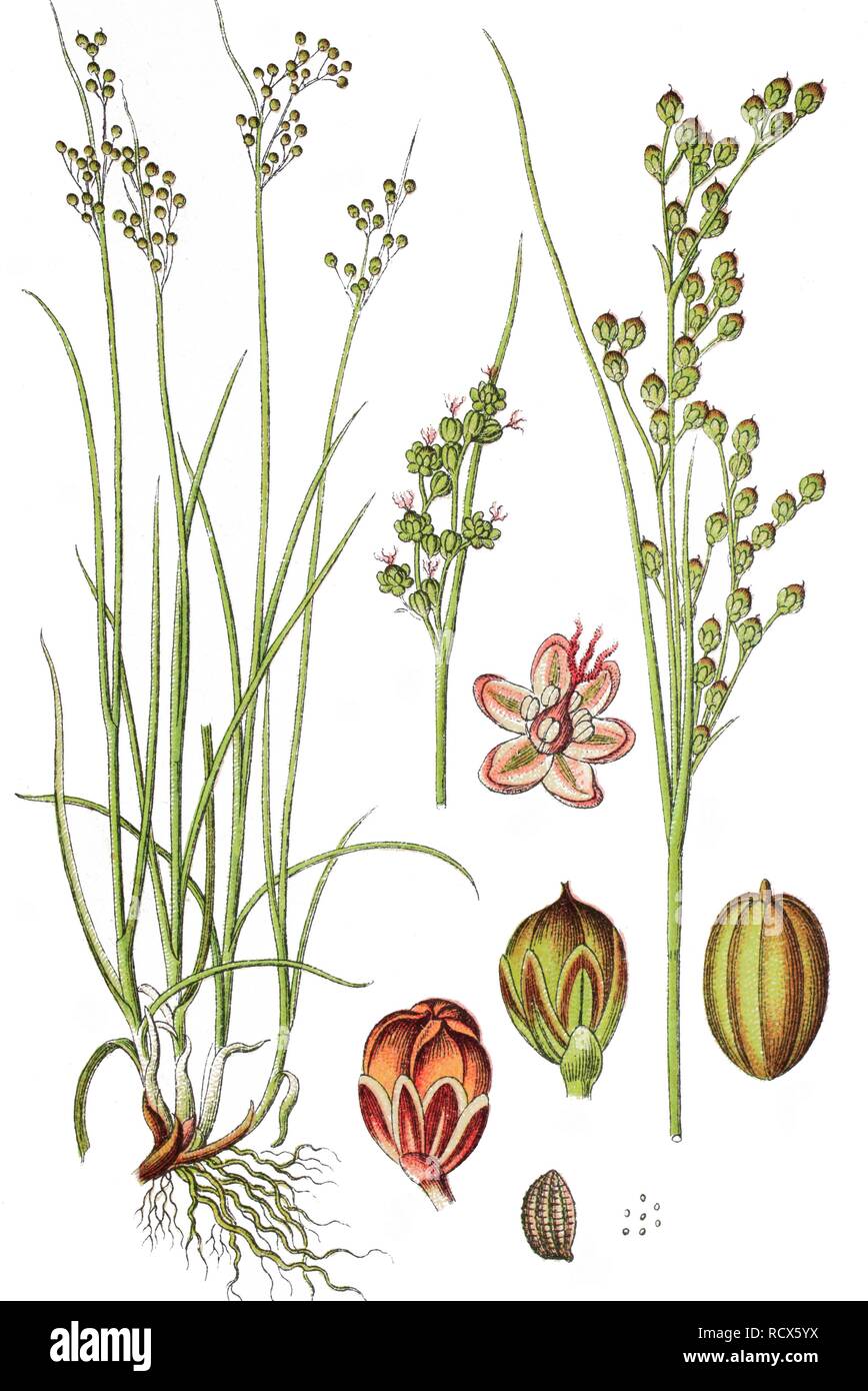 Round Rush Round-fruited Rush (Juncus compressus), medicinal plant, useful plant ...
