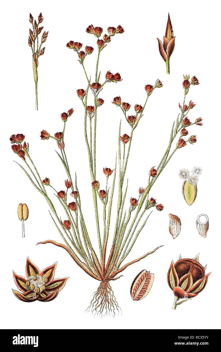 Sand rush (Juncus tenageia), medicinal plant, useful plant, chromolithograph, 1876 Stock Photo