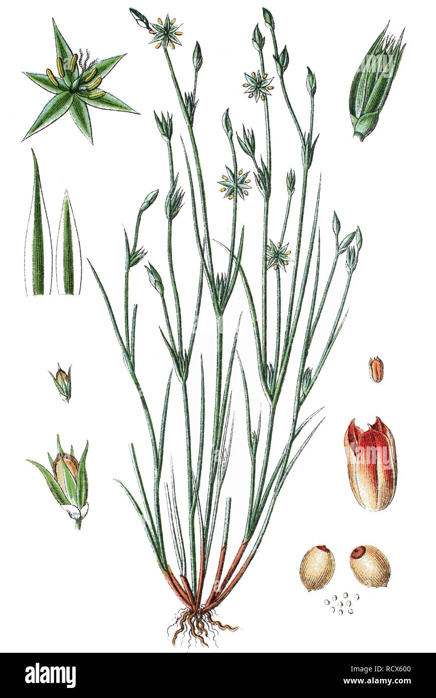 Toad rush (Juncus bufonius), medicinal plant, useful plant, chromolithograph, 1876 Stock Photo