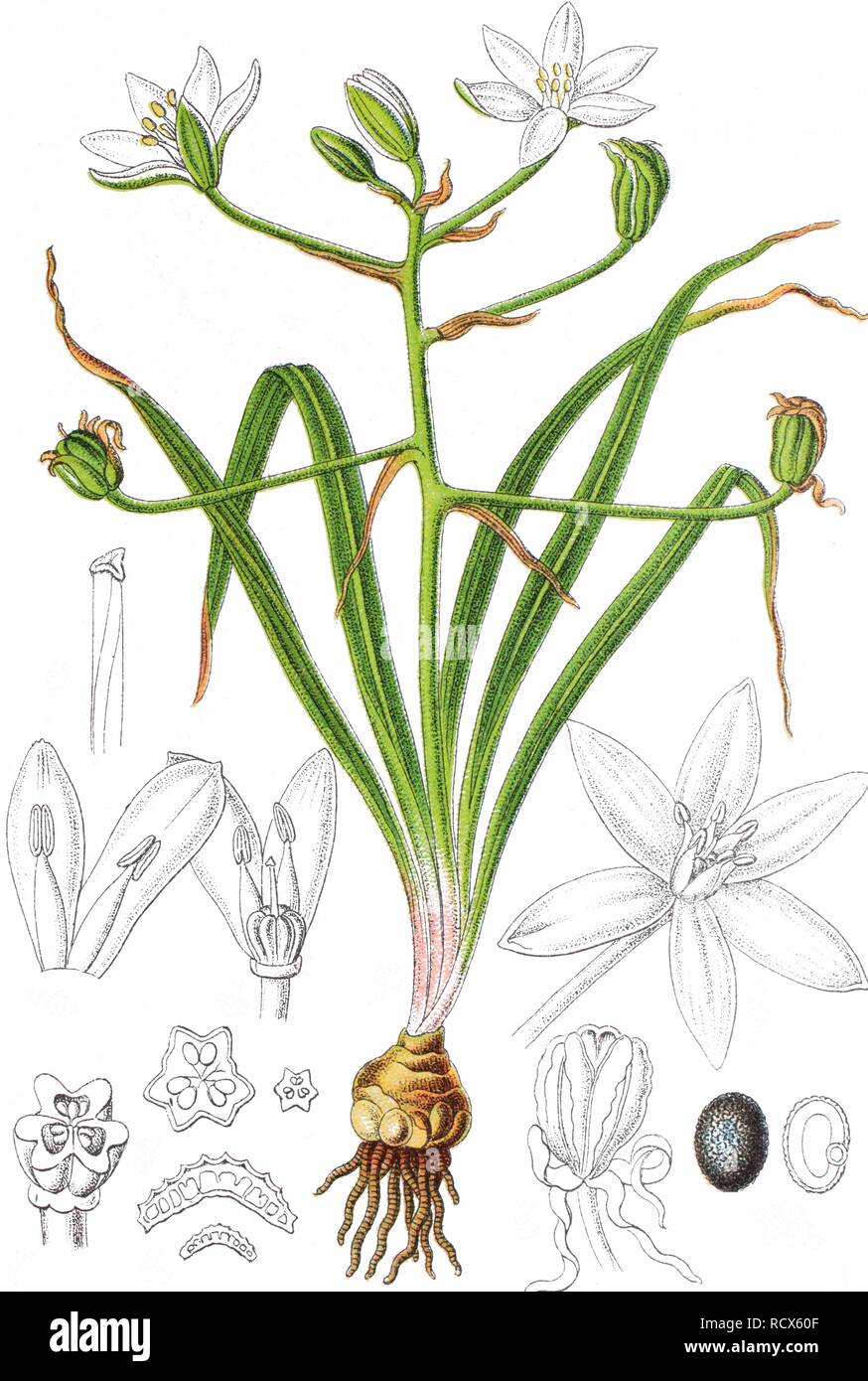 Common Star-of-Bethlehem (Ornithogalum umbellatum aggregate), an aggregate of the Ornithogalum-species, medicinal plant Stock Photo