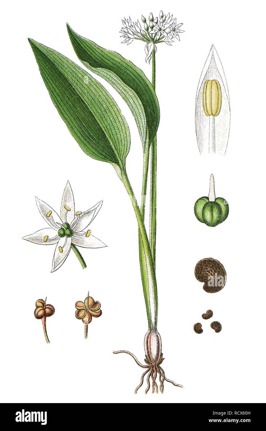 Ramsons, buckrams, wild garlic, broad-leaved garlic, wood garlic, bear leek, or bear's garlic (Allium ursinum), medicinal plant Stock Photo