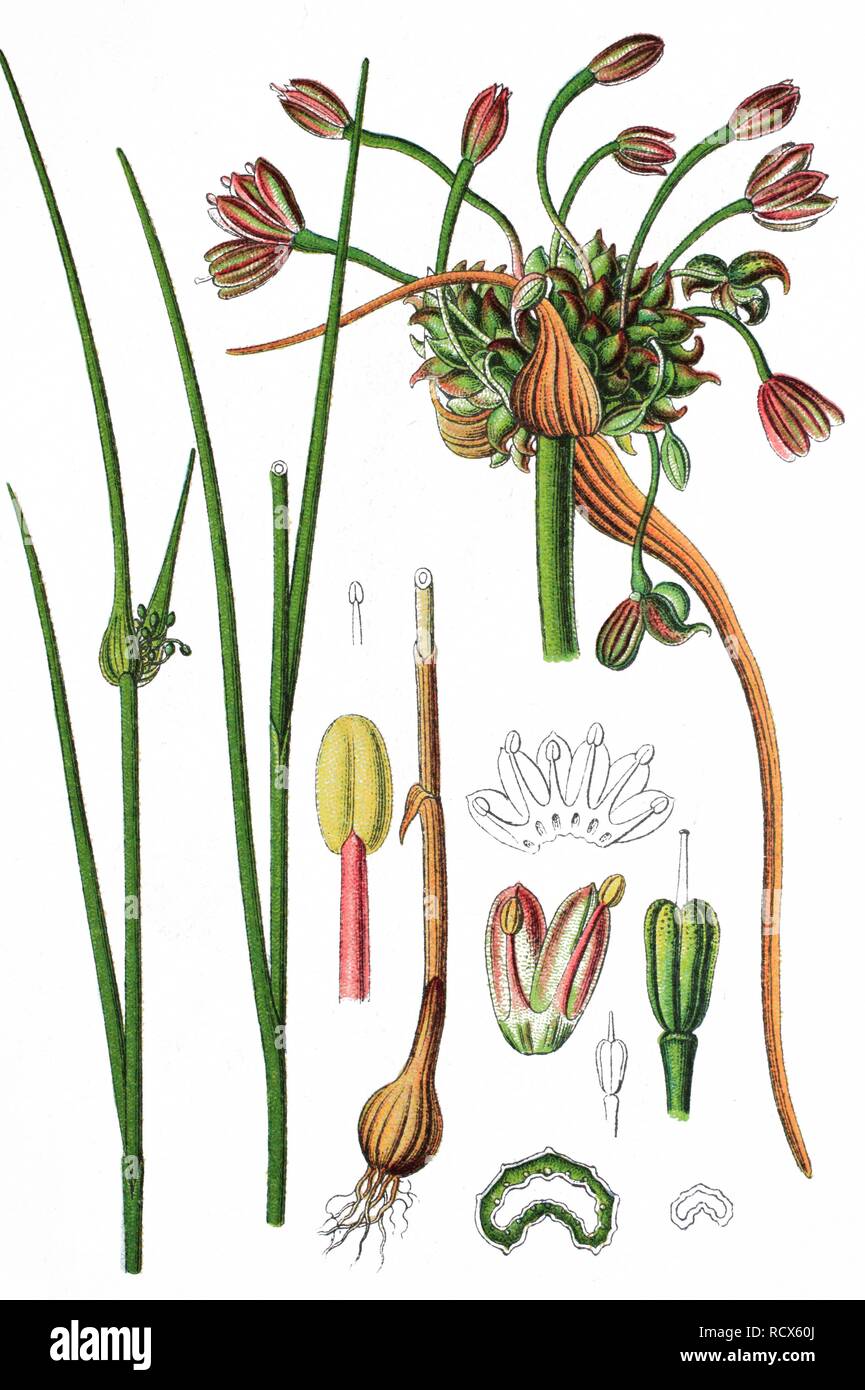 Field garlic (Allium oleraceum), medicinal plant, useful plant, chromolithograph, 1876 Stock Photo