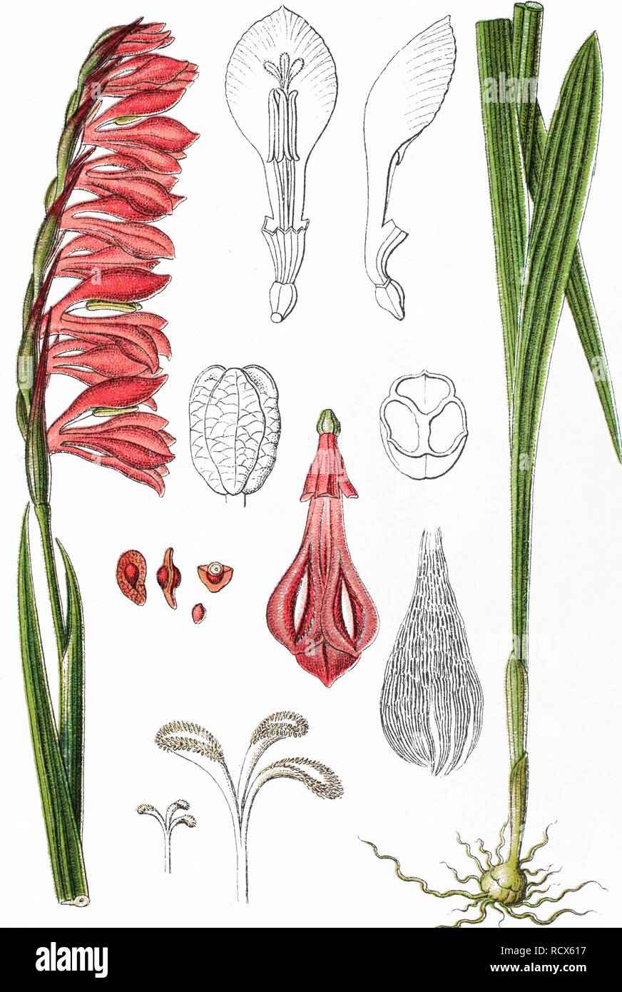 Meadow gladiolus (Gladiolus imbricatus), medicinal plant, crop plant, chromolithography, 1876 Stock Photo