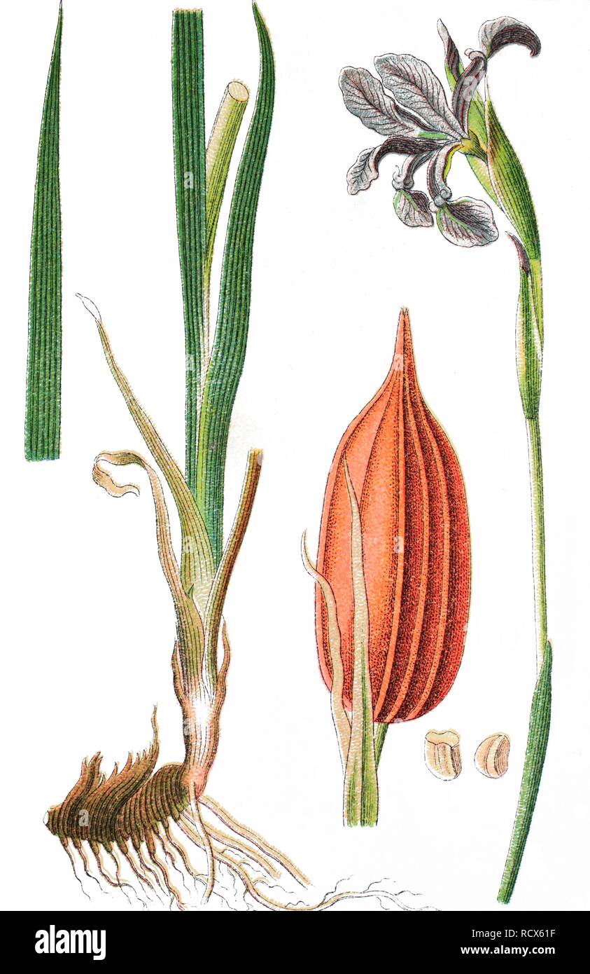 Blue iris (Iris spuria), medicinal plant, crop plant, chromolithography, 1876 Stock Photo