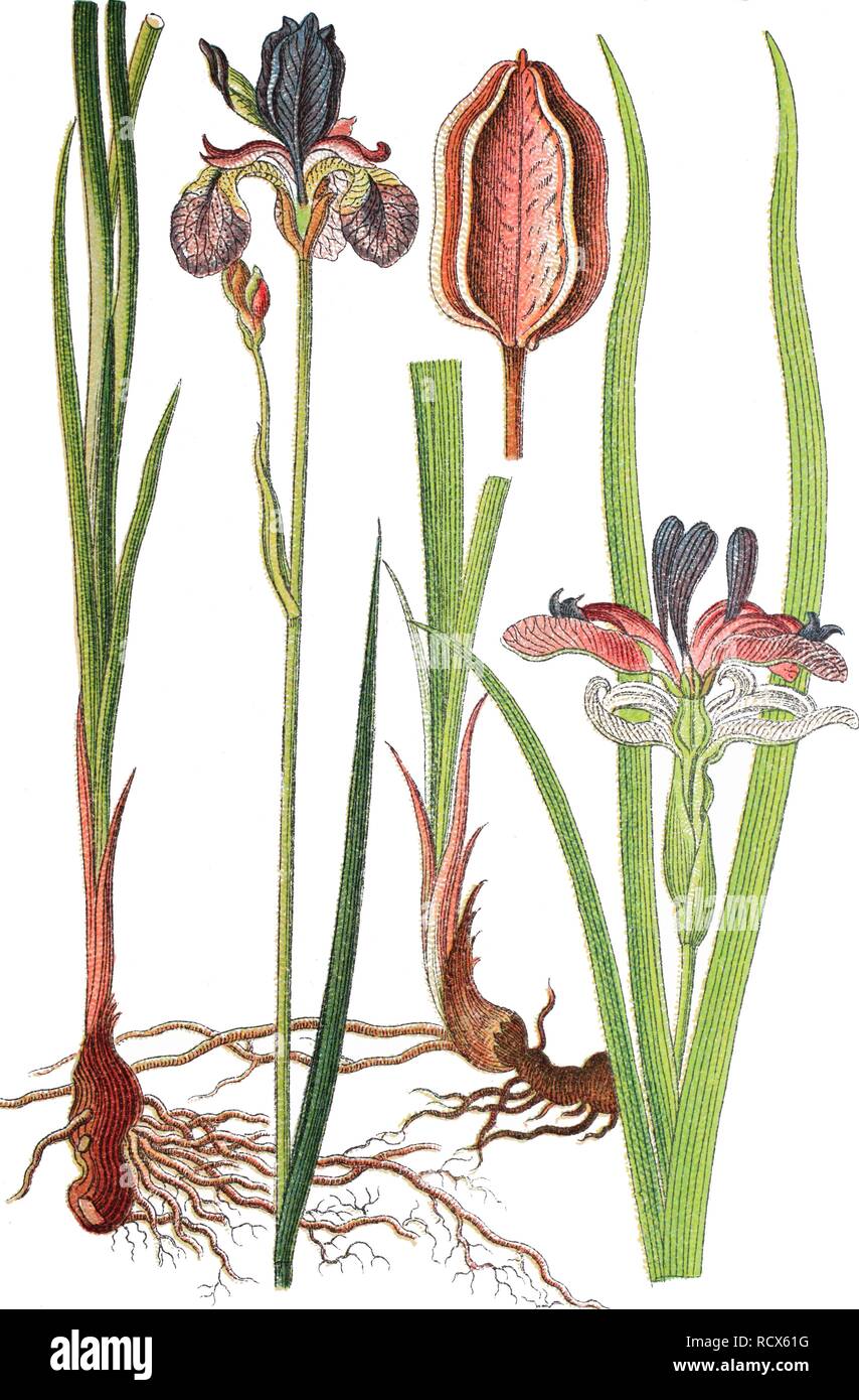 Siberian iris (Iris sibirica) on the left, grass-leaved flag (Iris graminea) on the right, medicinal plants, crop plants Stock Photo