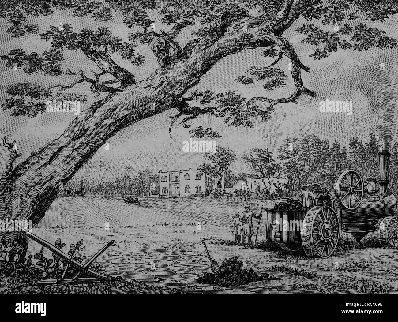 Plowing of cotton fields in Egypt, wood engraving, about 1880 Stock