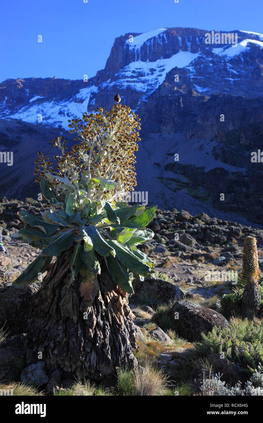 Flowering Giant Groundsel (Dendrosenecio kilimanjari), Mount Kilimanjaro, Tanzania, Africa Stock Photo