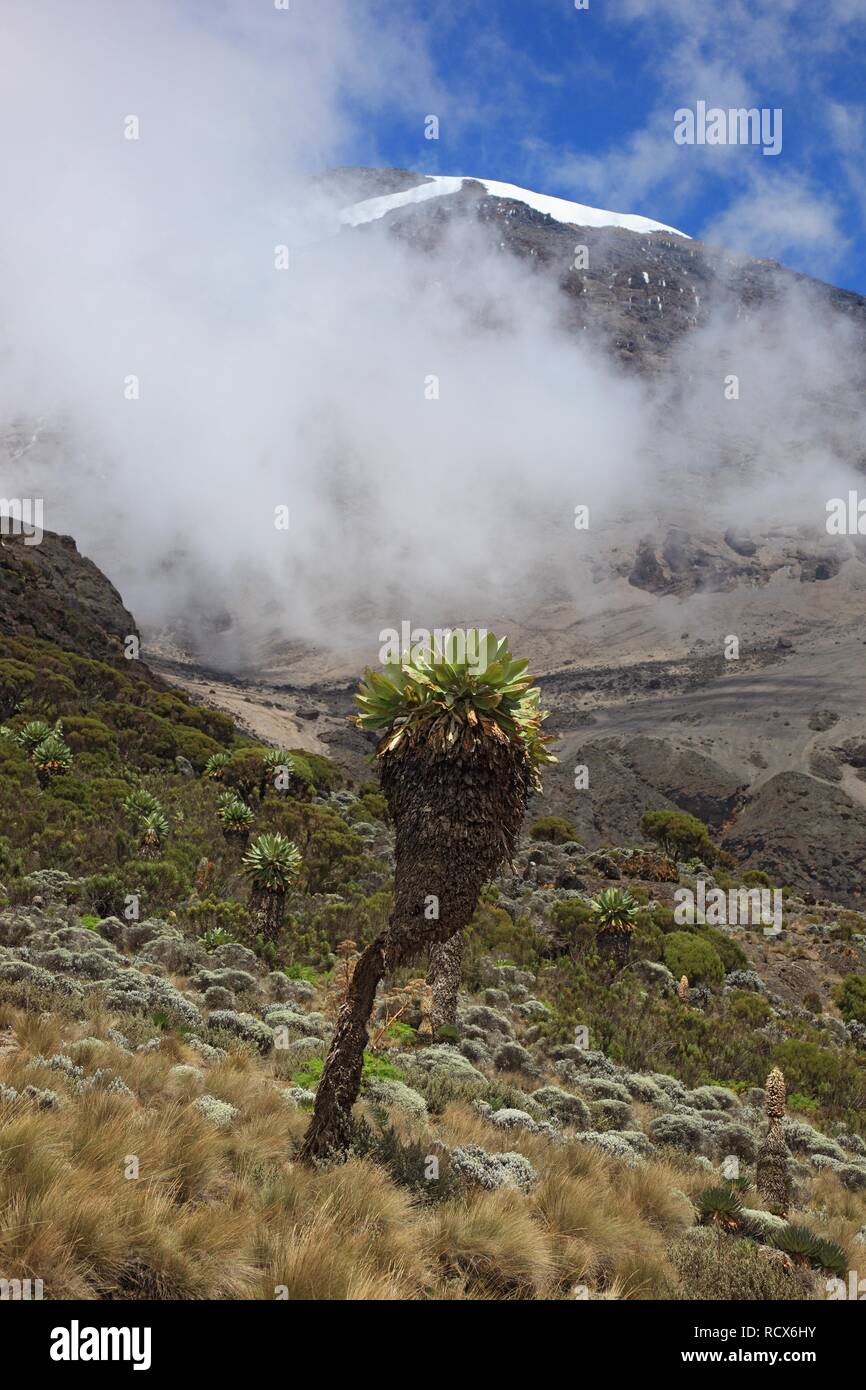 Giant Groundsel (Dendrosenecio kilimanjari), growth up to about 4500 m altitude on Mount Kilimanjaro, Tanzania, Africa Stock Photo