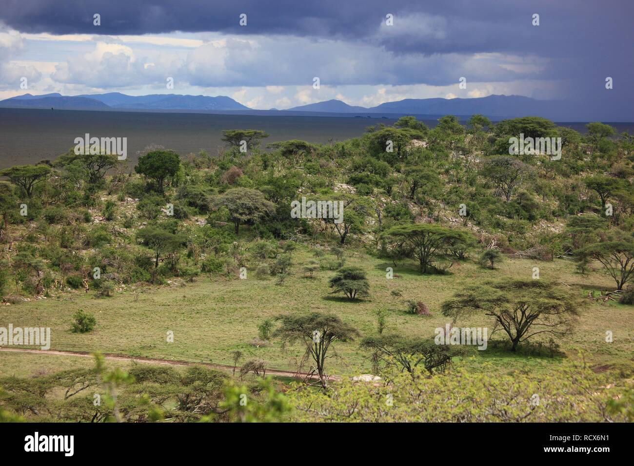 Serengeti landscape during the rainy season, Serengeti National Park, Tanzania, Africa Stock Photo