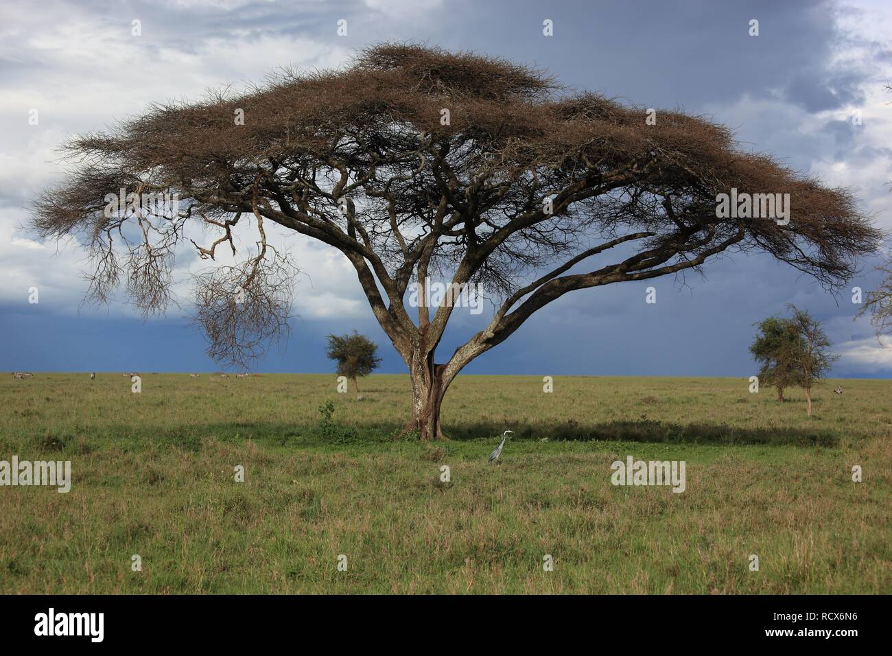 Acacia (Acacia), rainy season in the Ngorongoro Crater, Serengeti National Park, Tanzania, Africa Stock Photo