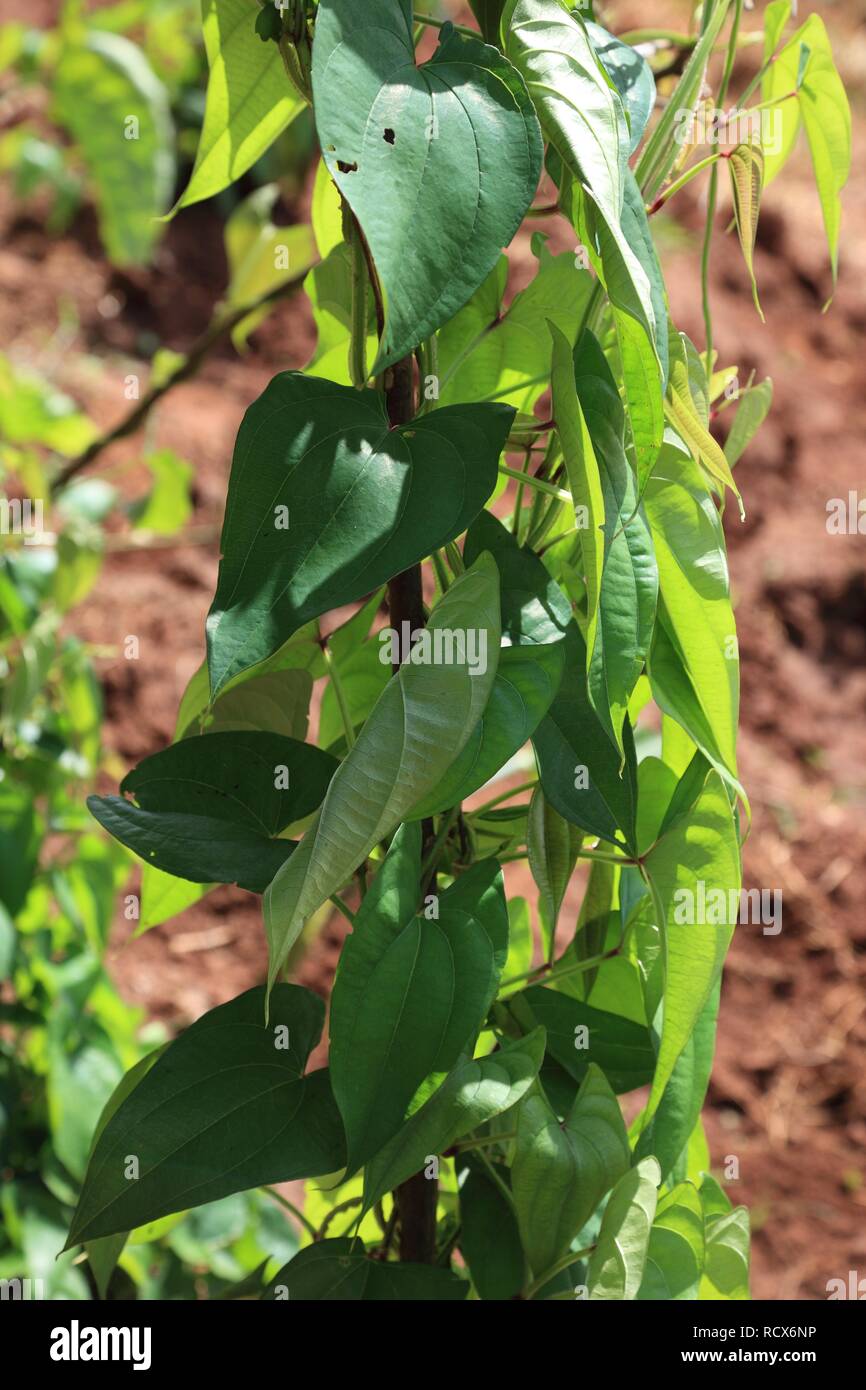 Cultivtion of Yams (Dioscorea), Zanzibar, Tanzania, Africa Stock Photo