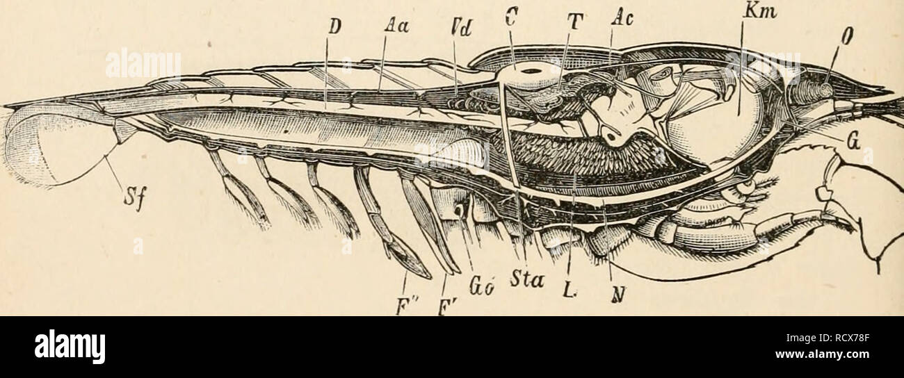 . Elementary text-book of zoology. Zoology. 4f)4 CEUSTACEA. as in the youngest larvae of the Decajwda, only one pair of slits is present and the arterial system has but few branches. In the fully- developed Decapoda the number of paired slits is increased by the addition of a dorsal and a ventral pair, and the vascular system is considerably perfected. An anterior cephalic aorta supplies the brain, the antennae and eyes. Two lateral pairs of arteries send branches to the stomach, liver and generative organs. The posterior abdominal aorta usually divides into a dorsal and a ventral artery, of w Stock Photo